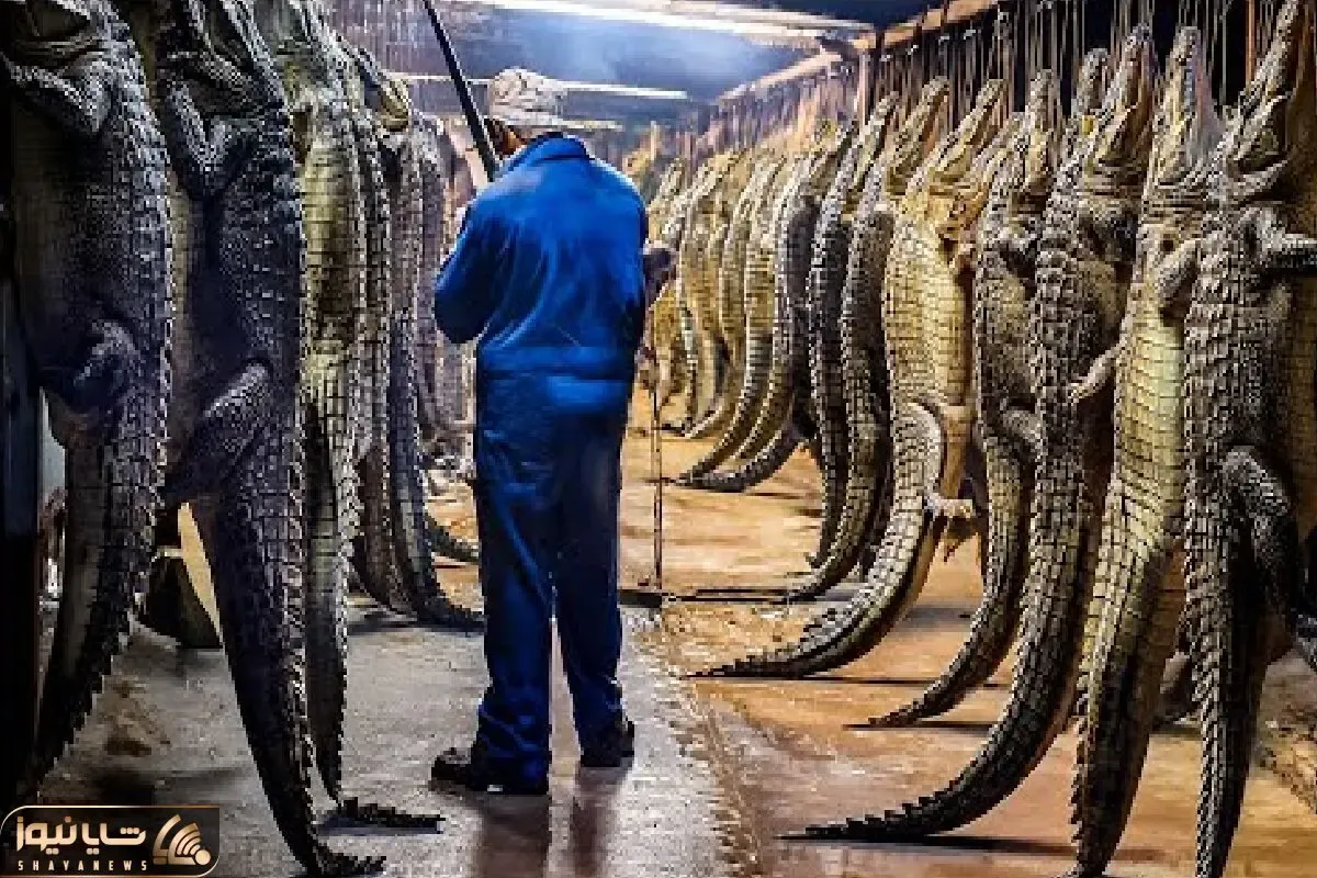 فرآوری تمساح؛ چگونه پوست و گوشت تمساح به گنجی کمیاب بدل می‌شود