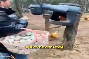 دامداری نوین؛ با دبه لونه مرغ ساخت رو درختای باغ نصب کرد مفت مرغداری زد پول پارو کرد