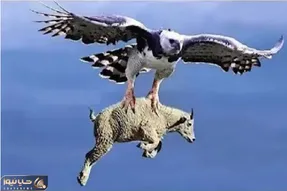 مستند حیات وحش؛ عقاب بز از زمین کند برد جای جاذبه چیزای دیگه ام ببینه آخر عمری
