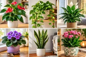 کارهای مهمی که قبل از سرما باید برای گیاهان آپارتمانی انجام داد+میزان کوددهی و آبیاری