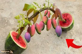 کشاوزی نوین؛ تو دل هندوانه انبه کاشتن و ناباورانه محصول آورده از خود هندوانه درشت تر