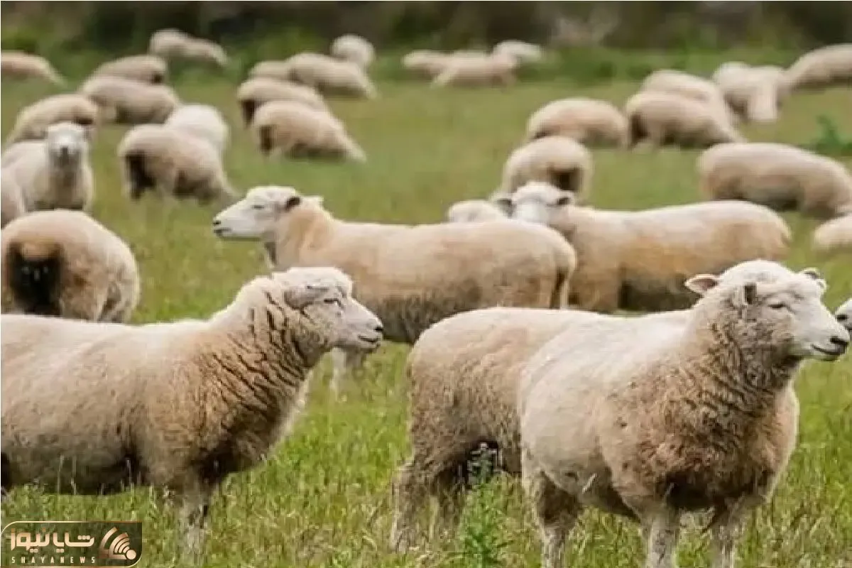 قیمت دام زنده امروز ۱ تیر ۱۴۰۵ + جدول