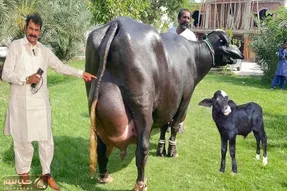 گاوهای باورنکردنی؛ گاوهای چاقی که اینقدر شیر دارن اگه ندوشن راه نمی تونن برن