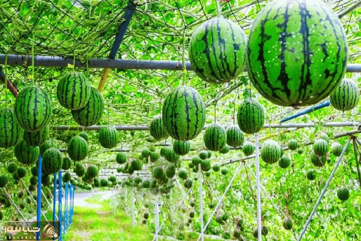 کشاورزی نوین؛ هندوانه هایی که انگار طلا هستن و می خوان بفروشن گرمی وزن می کنن