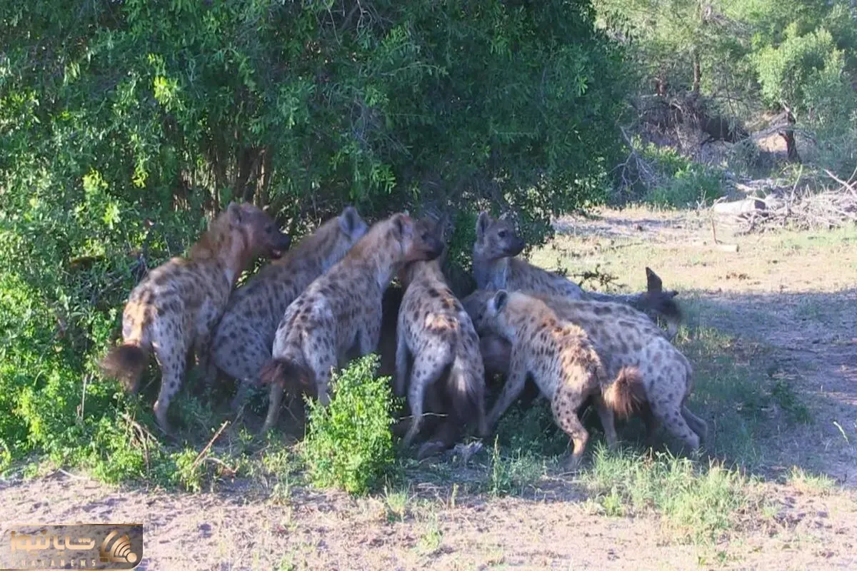 شیر که داشت بیرحمانه بوفالو رو میخورد با رسیدن کفتار های آویزووون عیشش نوش شد