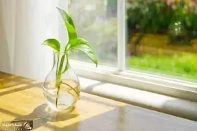 کاشت و برداشت خانگی؛ چرا برگ ها جدید پتوس نسبت به قبلی ها کوچیکتر میشه؟ ۳ نکته طلایی