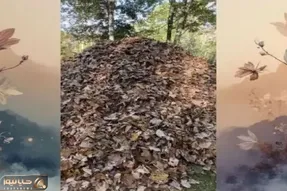 بازی فکری؛ نیم درصد از 10000 نفر تونستن سگ استتار کرده تو برگای جنگل رو پیدا کنن