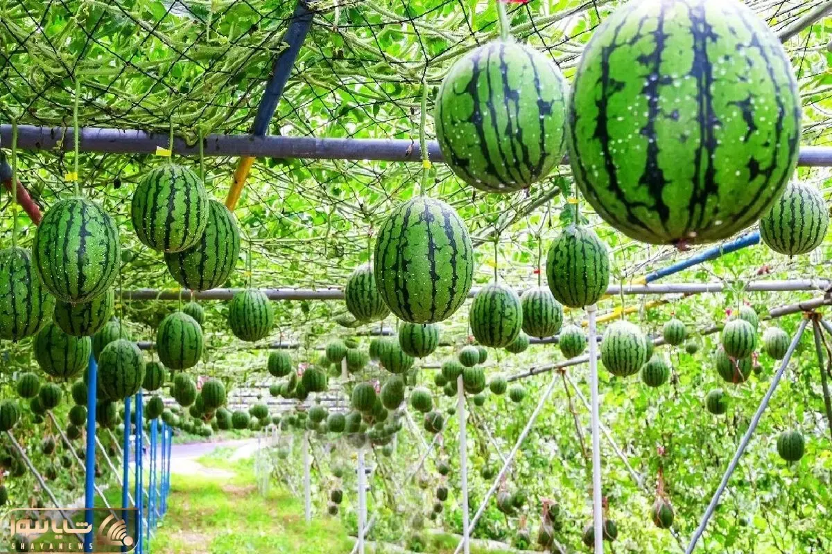 تکنیک های نوآورانه کشاورزی؛ با دانش نوین هندوانه پرورش میدن سیاه که خیلی هم گرونه