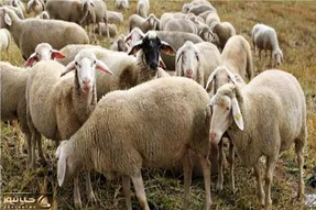 قیمت دام زنده امروز ۲۱ اردیبهشت ۱۴۰۵ + جدول