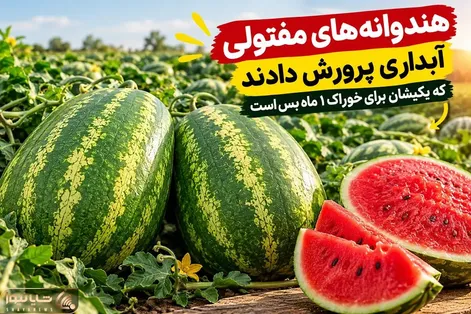 (ویدیو) چنان هندوانه های مفتولی آبداری پرورش دادند که یکیشان برای خوراک 1 ماه بس است