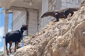 مستند حیات وحش؛ کومودو هفت خط برای بلع بز کوه هارو نوردید