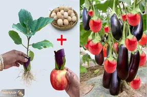 ایده های خلاقانه؛ بادمجان و سیب رو پیوند زدن تو یه گلدون سیب بادمجون تحویل گرفتن