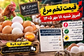 قیمت تخم مرغ امروز شنبه 18 مهر 1405 / قیمت منطقی هر عدد تخم مرغ چقدر شد؟