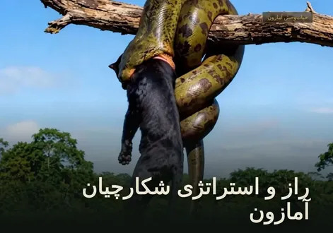 مستند حیات وحش؛ استراتژی شگفت انگیز شکارچیان آمازون