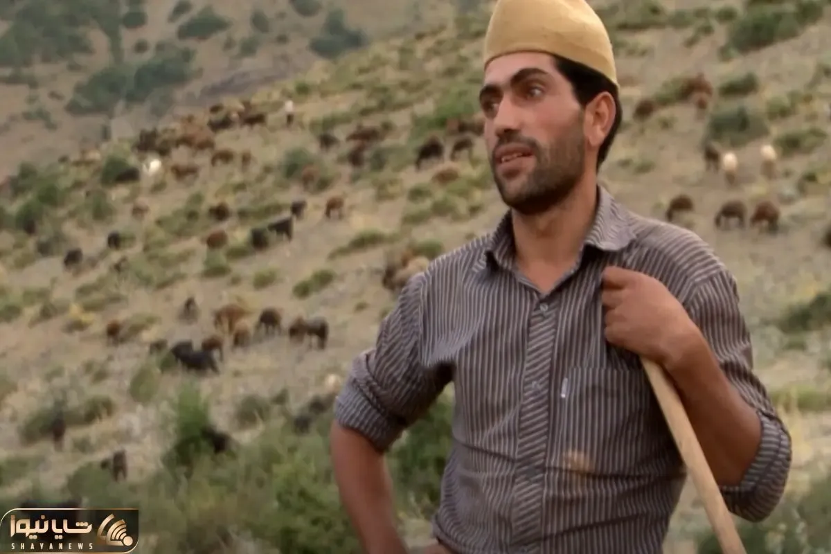 آواز محلی؛ چوپان خوشتیپ تو دشت مثل مور و ملخ گوسفند ریخته براشون آهنگ میخونه حرفه ای