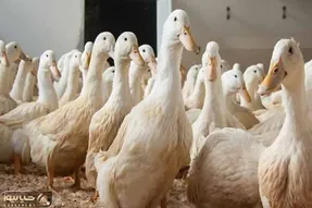 دامداری نوین؛ اردکا رو مفتی بردن بانجی جامپینگ عشق و حال
