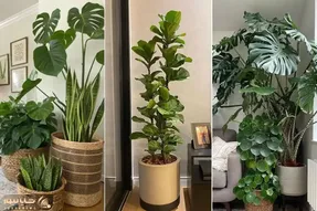 راهکارهای اثبات شده در چین باستان برای رشد دو برابری گیاهان آپارتمانی با کمک تخم مرغ
