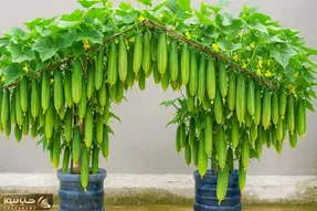 کاشت و برداشت خانگی؛ کاشت خیار تو سطل پلاستیکی روشی خلاقانه و کاربردی