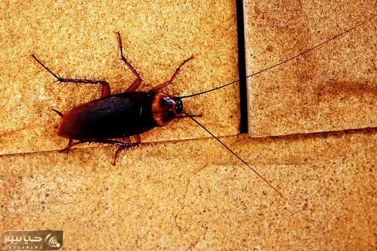 سوسک خونتو گرفته و هر جاش راه میری باید بپری هوا؟ این ترفندا رو بزن هوتوتو میشن
