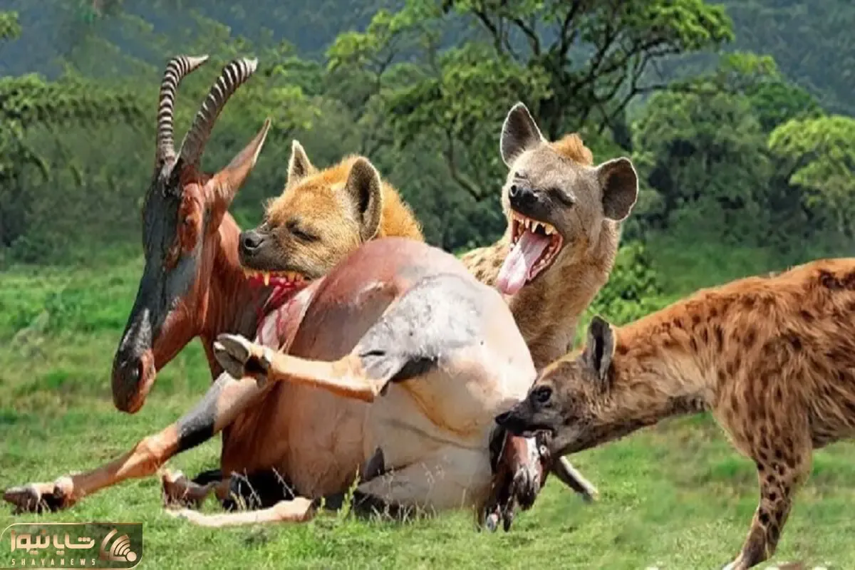 مستند حیات وحش / نبرد کفتارهای ددمنش برای بلعیدن گوزن تیزپا