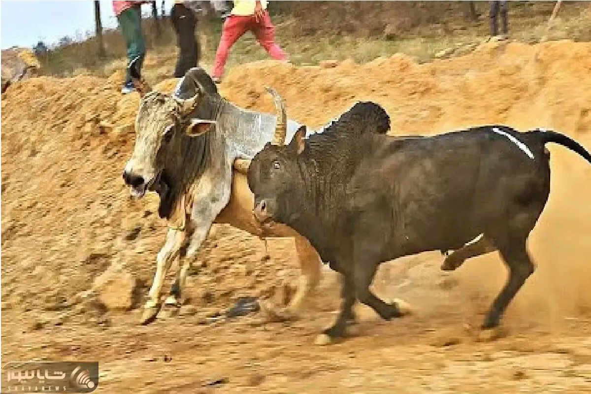 مستند حیات وحش؛ گاو تنومند چشم نداره برتر از خودش ببینه میزنه لت و پارشون میکنه