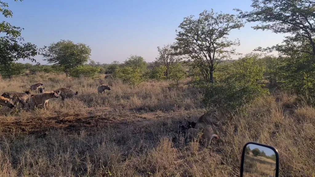 Lioness Surrounded By Hyenas Keeps Eating Lioness Surrounded By Hyenas Keeps Eating