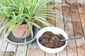 کاشت و برداشت خانگی؛ تفاله قهوه برای گیاهان آپارتمانی خوبه؟ اگه آره نحوه استفادش بگو؟