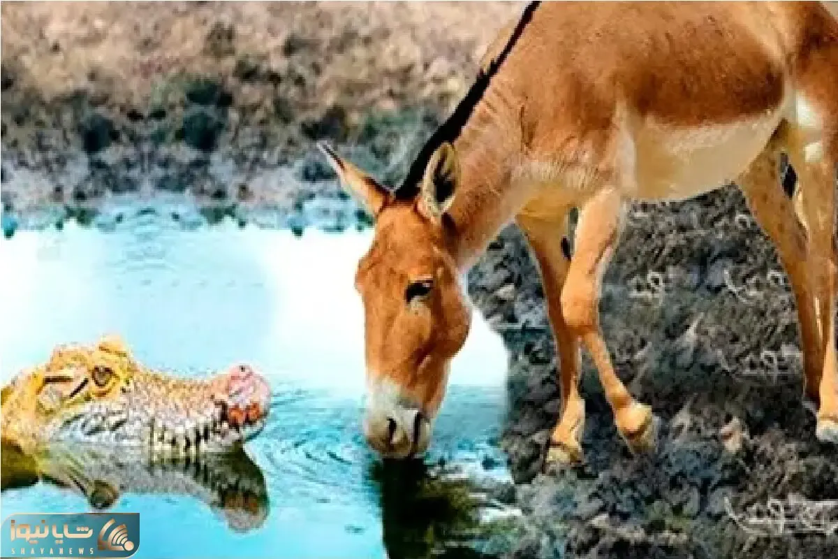 شاهکار حیات وحش / نه شیر، نه پلنگ... این بار الاغ قهرمان رودخانه شد!