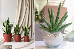 شرایط نگهداری از سانسوریا / گیاه مقاوم و محبوب رو اینجوری شاداب و زیبا نگه دارید