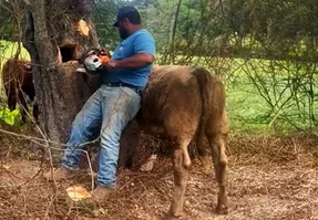 مستند حیات وحش؛ گوساله سرش تو درخت گیر کرد