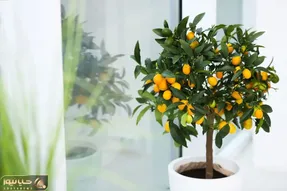 کاشت و برداشت خانگی؛ چطور درخت پرتقال بکاریم؟ همینجوری هسته رو ننداز تو خاک خوب نمیشه