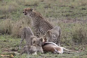 یوزپلنگ ها و کفتار ها ایمپالای بیچاره رو زنده زنده خوردن؛ چه دردناک جووون داد