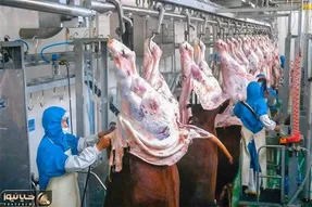 فرآوری گوساله؛ گاو های گوشتی رو با تکنولوژی کشتار میکنن لنگ آویزون پوست میکنن