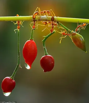 تصاویر حیرت آور از مورچه ها در حال حمل فلفل غول آسا