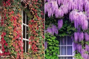 گیاهان چسبنده برای ساخت دیوار سبز؛ اینا تو سرما هم نمیمیرن و مختص آب و هوای ایرانن