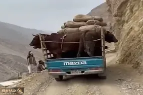 معماری طبیعت؛ گاوها سر خل بازی راننده تلف شدن