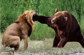 بر مدار وحش؛ مشت خرس به صورت شیر فیسشو عوض کرد
