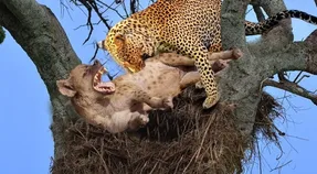 پلنگ دَله ای که بعد خوردن ایمپالا رفت سراغ کفتار آویزووون؛ معده که نیست چاه وَیل!
