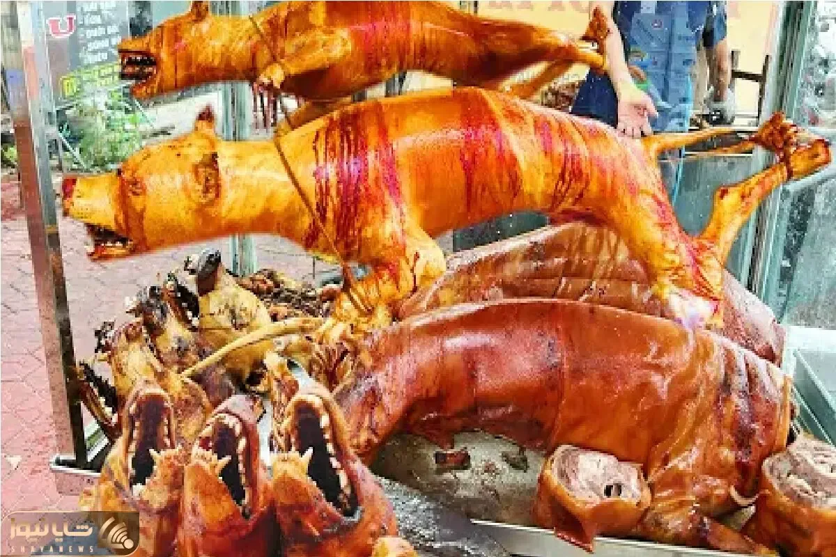 فرآوری سگ؛ فربه سازی سگ نه برای حراست بلکه برای شکم چرانی حرام خورها