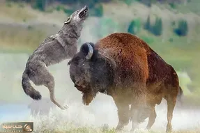 مستند حیات وحش / کشتی دو نفره بوفالو و گرگ درنده