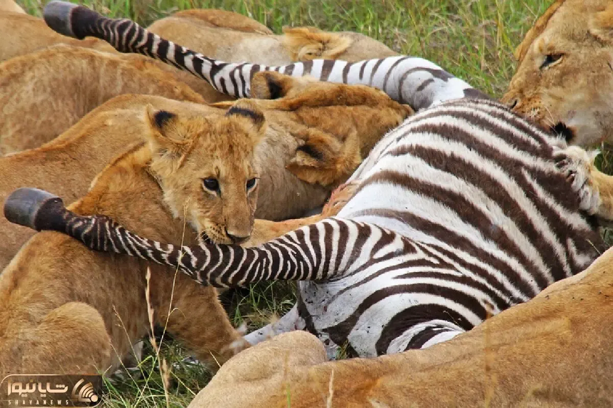 مستند حیات وحش؛ اتک ناگهانی شیر به گله گورخرها واسه ناهار خانواده