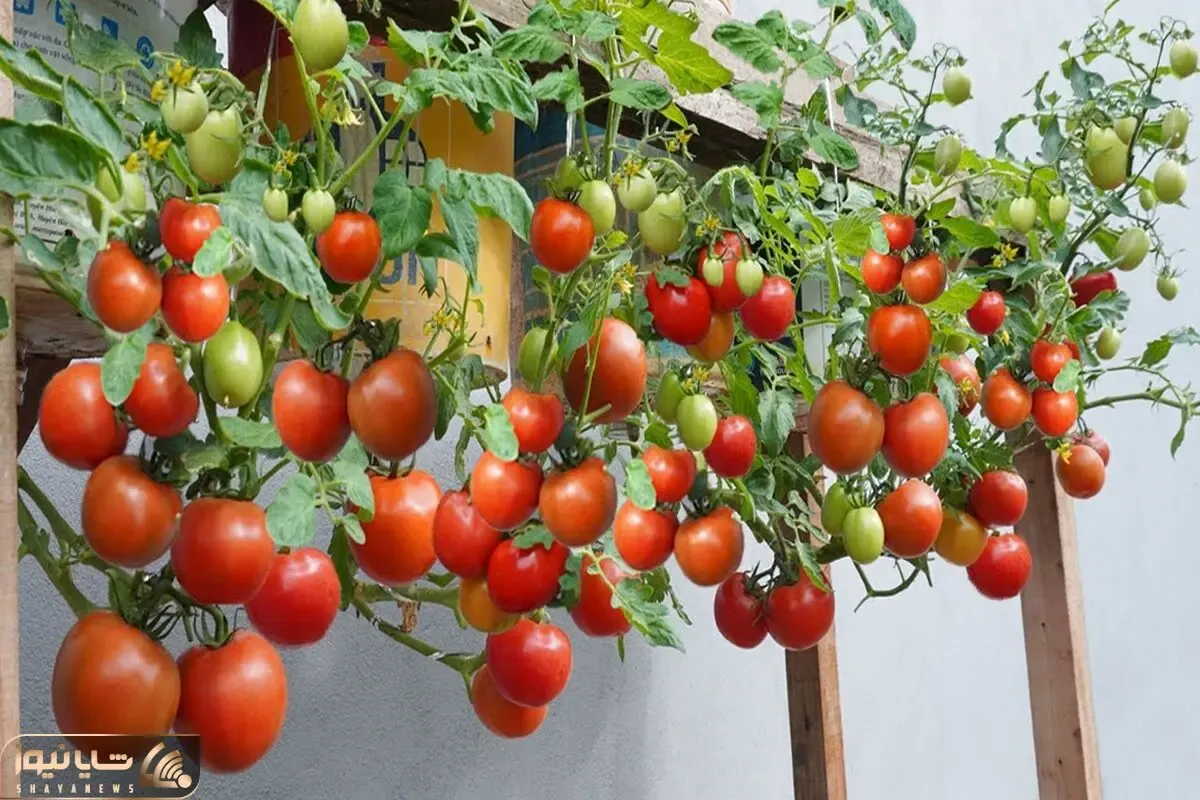 کاشت و برداشت خانگی؛ میخوای گوجه هایی که کاشتی یه خروار محصول بده سیب زمینی بزن بهش