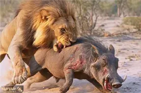 مستند حیات وحش؛ شیر شقی گراز نگون بخت پاره پوره کرد خودش سیرشه