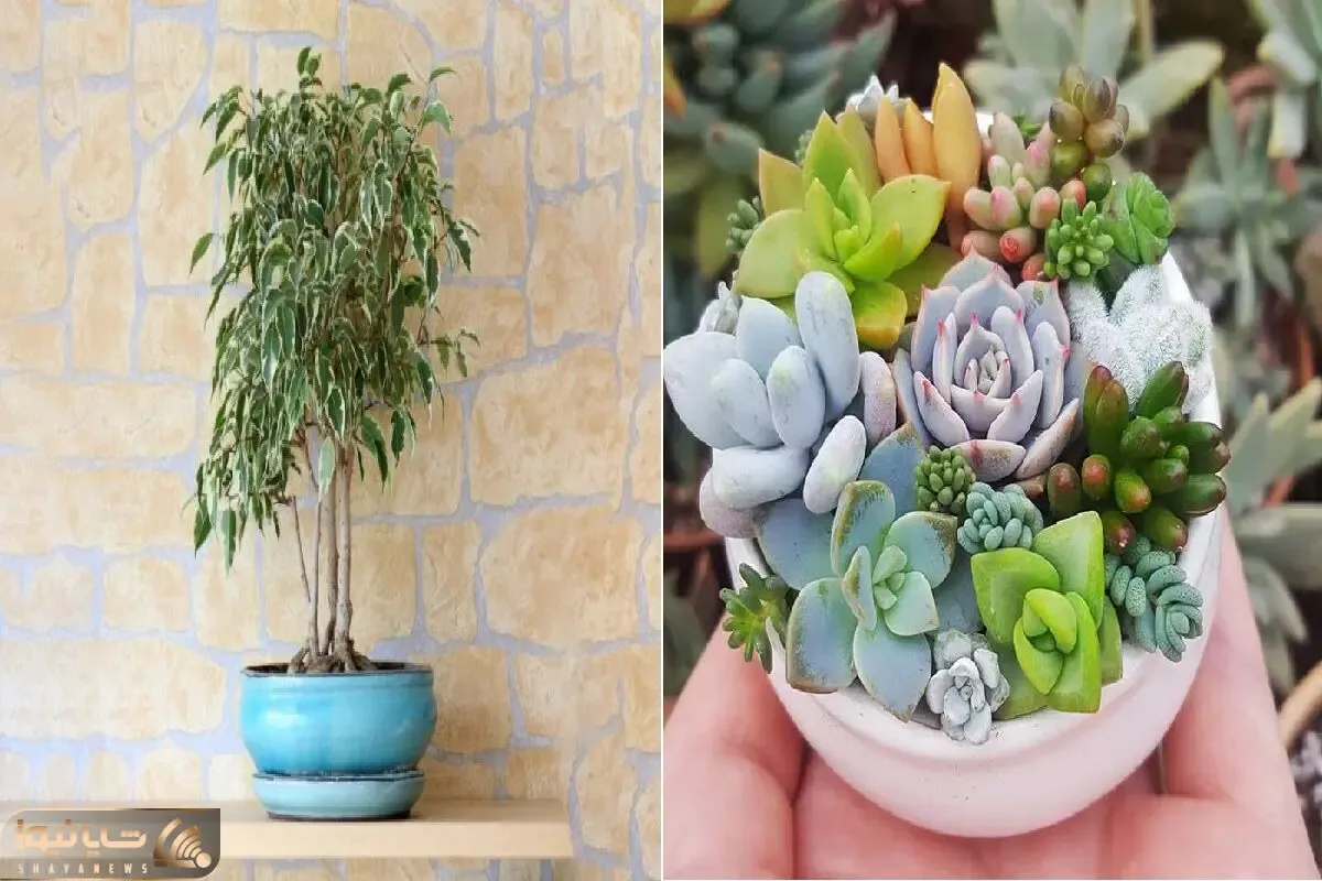 آپارتمان کوچک دارید؟ / این ۷ گیاه کم‌ جا و همیشه‌ سبز را از دست ندهید