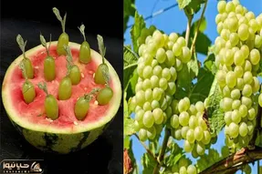 کاشت و برداشت خانگی؛ هندونه رو سوراخ کردن توش انگور کاشتن بعد 30 روز کلی ریشه داده