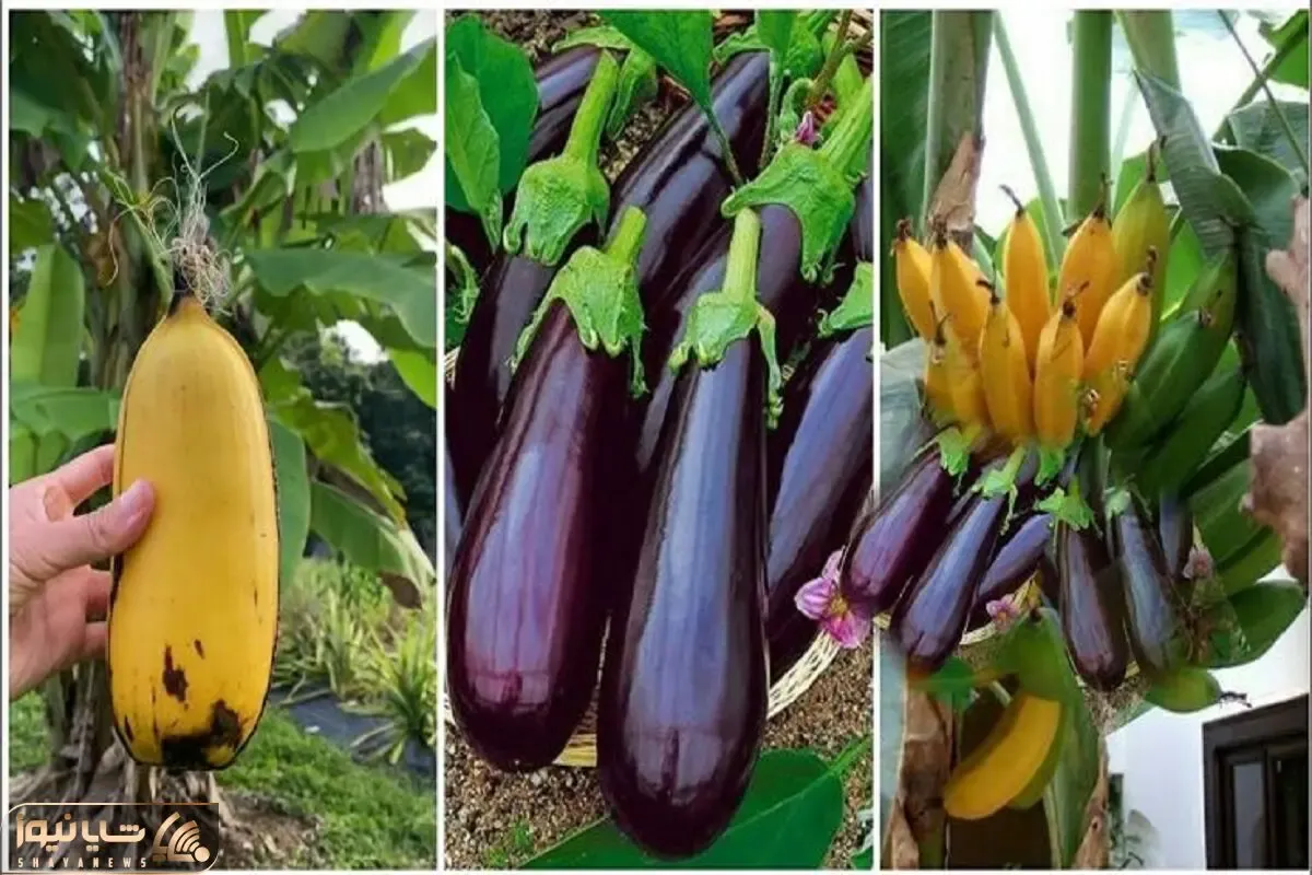 کشاورزی نوین؛ تکنیک باغبانی مدرن برای پیوند موز و بادمجان