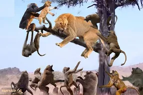 دیدنی راز بقا؛ بابون های سفاک شیر شریری که برای نجات توله ش اومد و مثله کردن