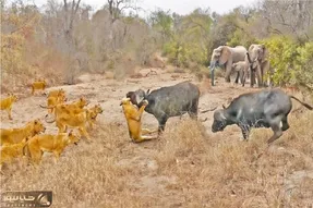 قلمرو وحش؛ شیرها برای شکار بوفالو از جون و دل مایه میزارن