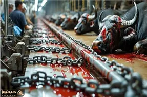 فرآوری گاو؛ به گاو زندگی لاکچری میدن که یروز بزارنش رو منقل با درصد چربی متناسب