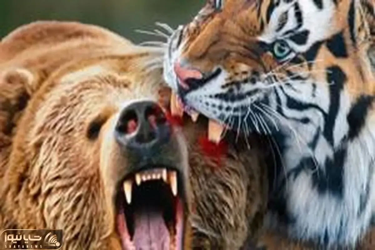 مستند حیات وحش؛ ببر؛ خرس